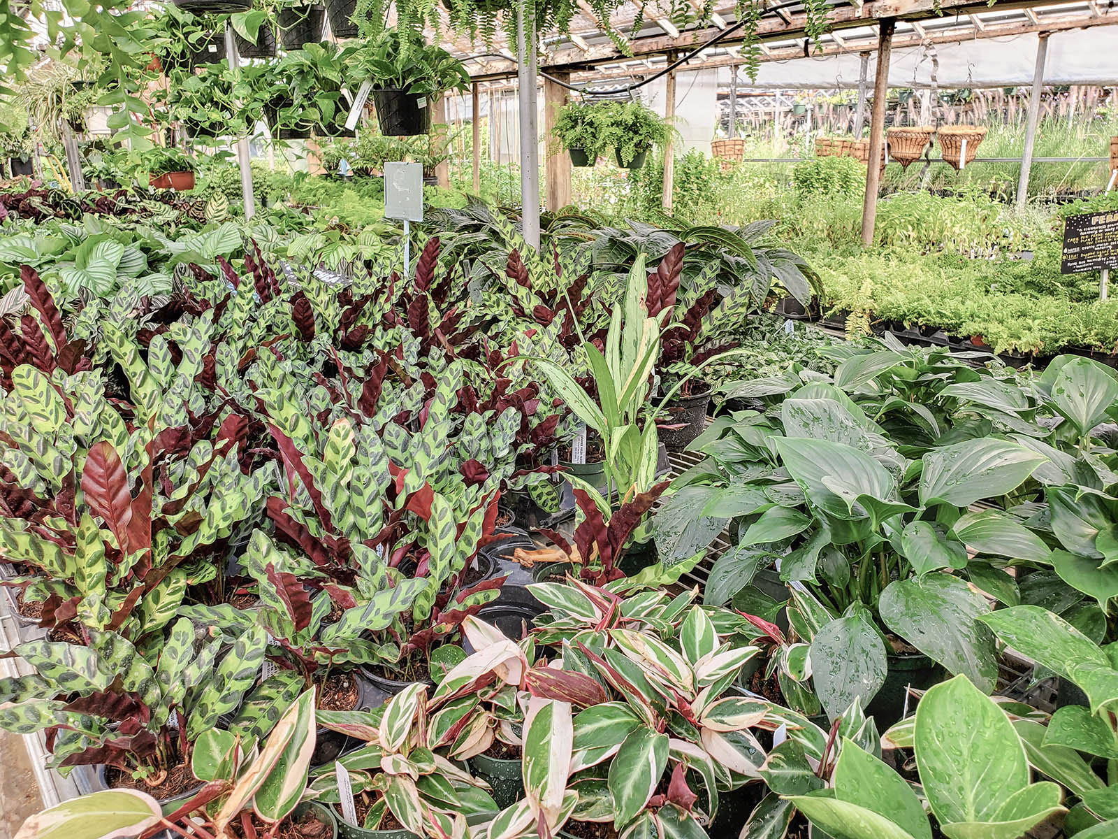 Greenhouse & Nursery Plants Goldner Walsh Garden & Home