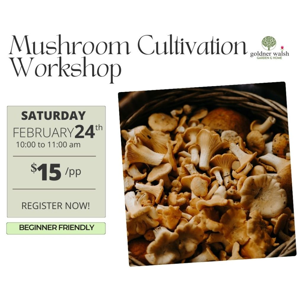 Mushroom Cultivation Workshop