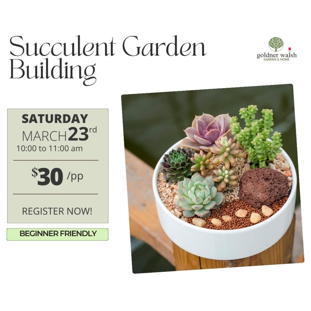 Succulent Garden Building