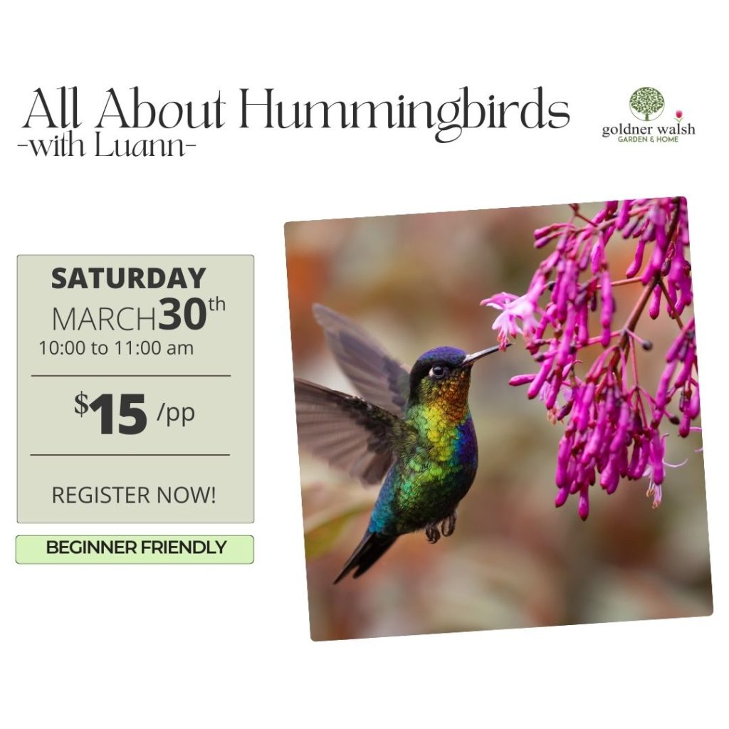 All About Hummingbirds with Luann