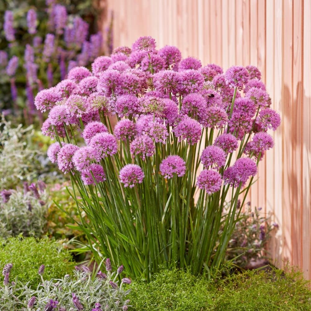 allium michigan perennial plant goldner walsh