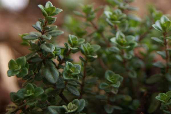 4″ Aromatic Thyme