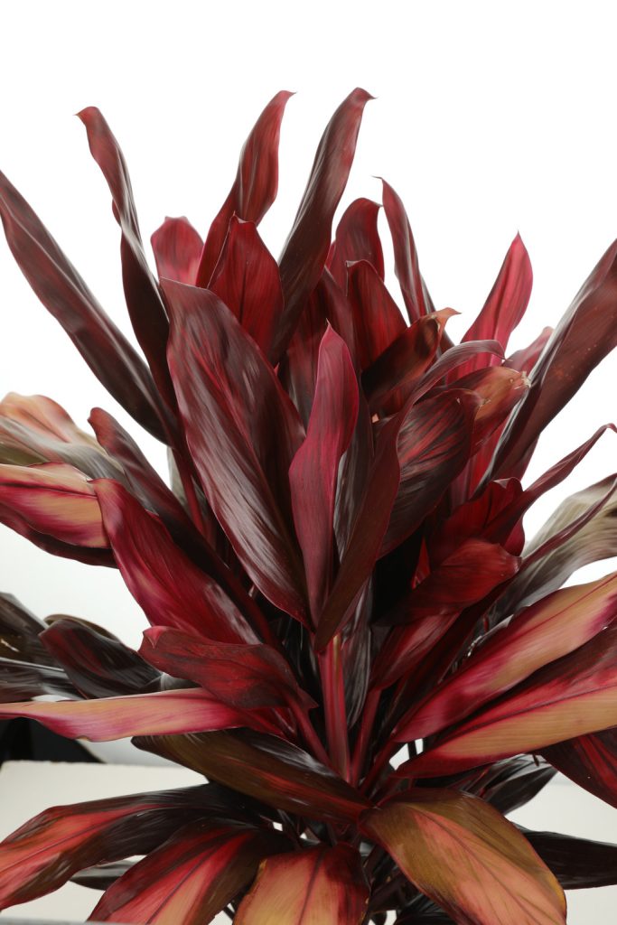 Cordyline Red Zip #1