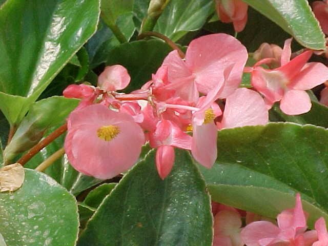 4″ Begonia DragonWing Pink