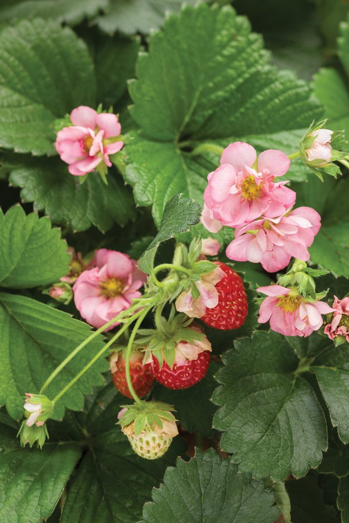 4″ Fragaria Strawberry Pink Berried