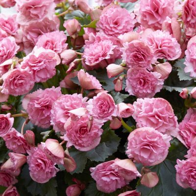 4" Begonia Frivola Pink