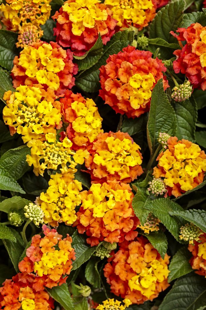 4″ Basket Tangeglow Lantana