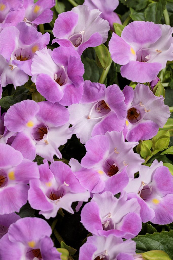 4″ Torenia Catalina Pink