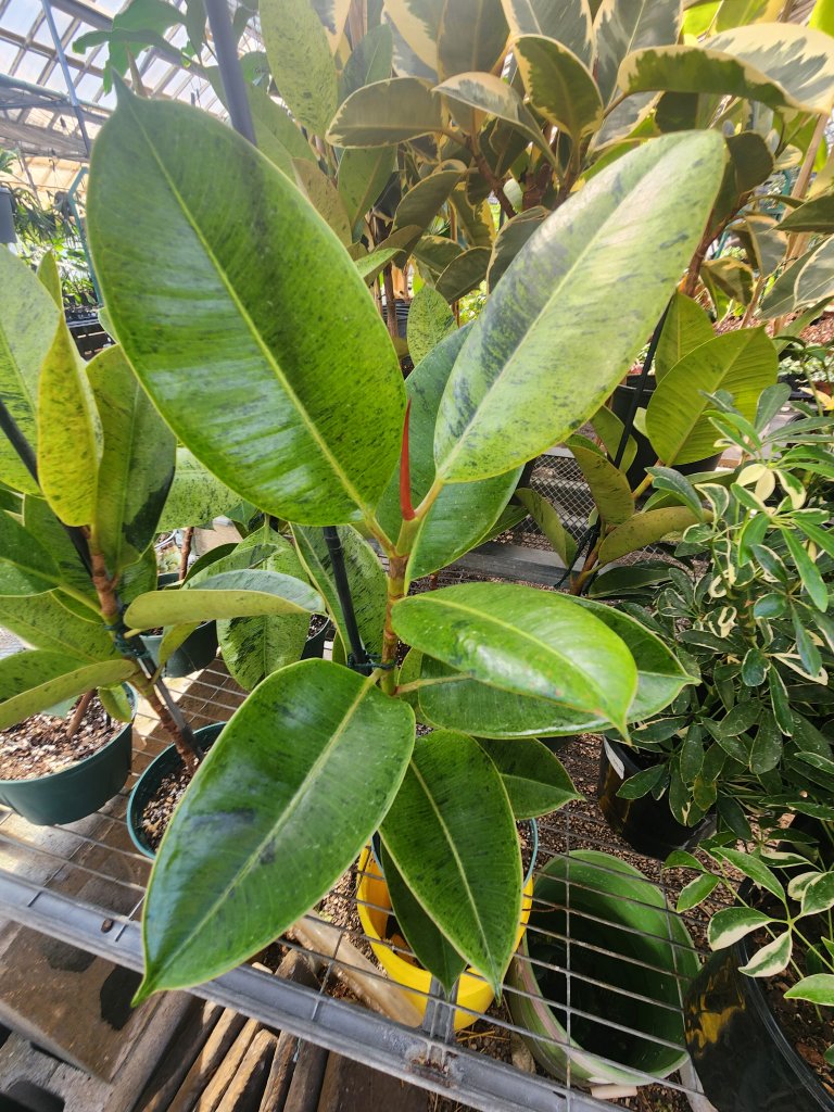 6″ Ficus Elastica Shivereana