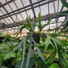 6" Staghorn Fern