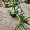 6" Staghorn Fern - Image 2