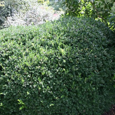 Vardar Valley Boxwood #3