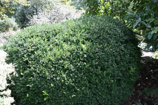 Vardar Valley Boxwood #3