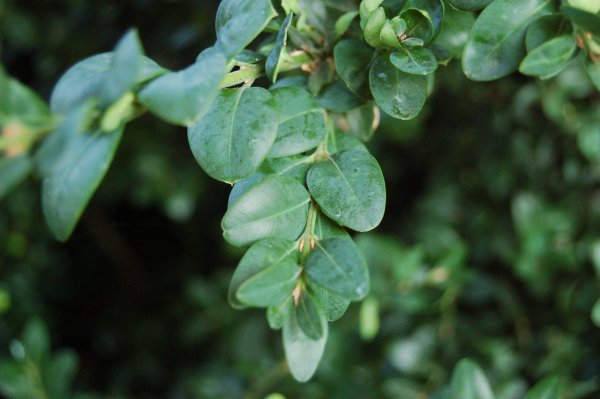 Vardar Valley Boxwood #3 - Image 2