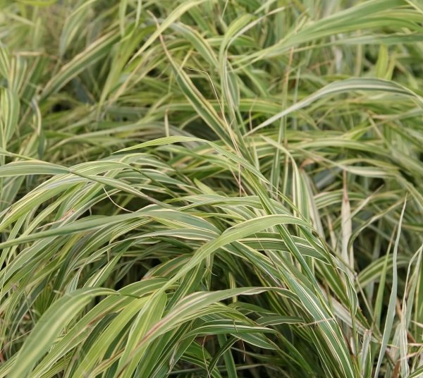 HAKONECHLOA ALBO STRIATA