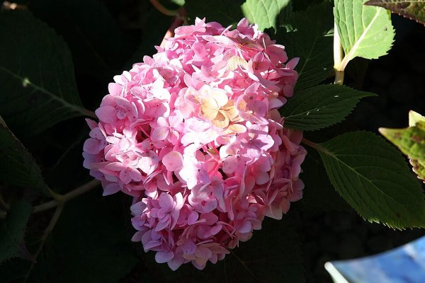 Blushing Bride Hydrangea #3
