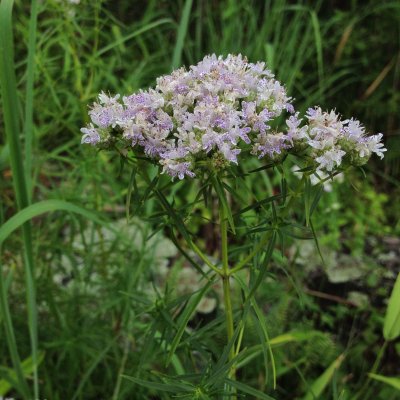 PYNCANTHEMUM MOUNTAIN MINT