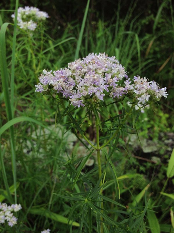 PYNCANTHEMUM MOUNTAIN MINT
