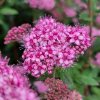 Poprocks Petite Spirea #2
