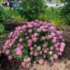Poprocks Petite Spirea #2 - Image 2
