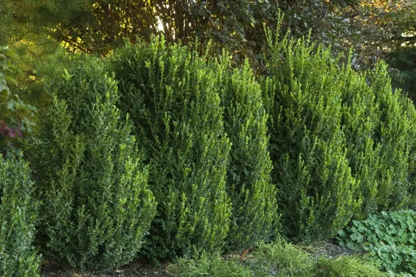 Green Mountain Boxwood #3