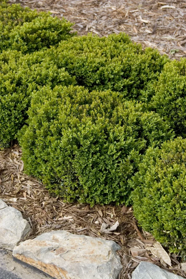 Green Velvet Boxwood #3