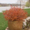 Double Play Big Bang Spirea #3 - Image 2