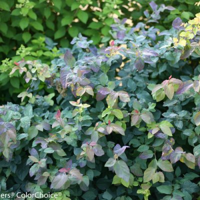 Double Play 'Blue Kazoo' Spirea