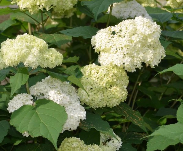 Hydrangea Bounty #5