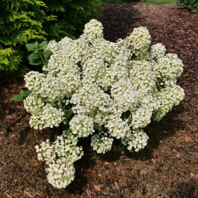 Tiny Quick Fire Hydrangea #3