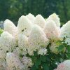 Quick Fire Fab Hydrangea #3 - Image 2