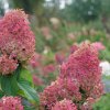 Quick Fire Fab Hydrangea #3 - Image 3