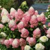 Quick Fire Fab Hydrangea #3
