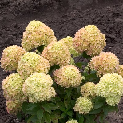 Little Lime Hydrangea #3