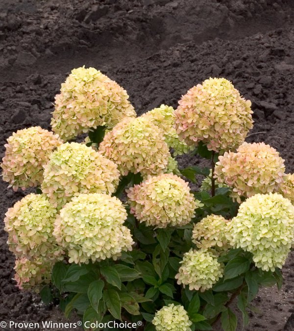 Little Lime Hydrangea #3