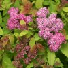 Double Play Big Bang Spirea #3