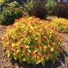 Double Play Candy Corn Spirea
