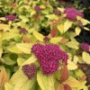 Double Play Candy Corn Spirea - Image 2