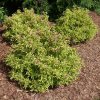 Bubbly Wine Weigela #3