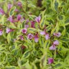 Bubbly Wine Weigela #3 - Image 2