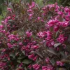 Wine & Roses Weigela #3 - Image 2