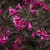 Wine & Roses Weigela #3