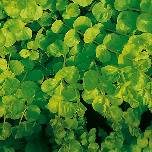 Goldilocks Creeping Jenny Lysimachia