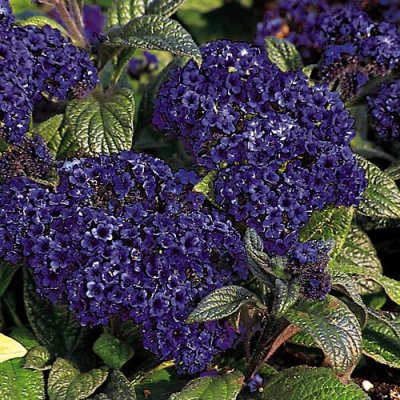 Heliotrope