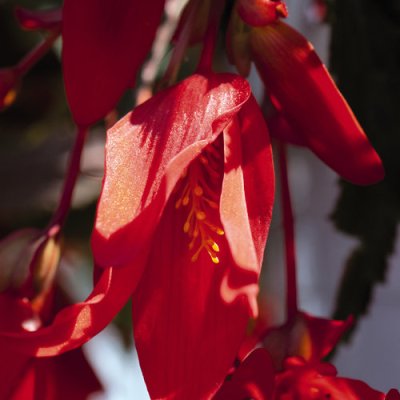 Santa Cruz Begonia