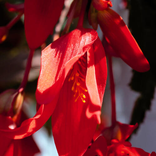 Santa Cruz Begonia