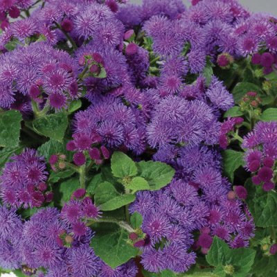Artist Blue Ageratum