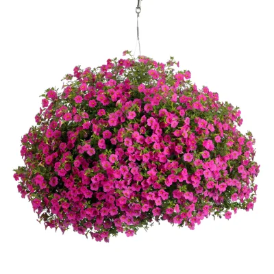 11" Pink Superbells Hanging