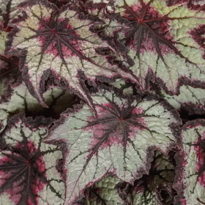 1# Black Hole Begonia