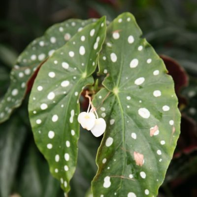 Begonia Maculata